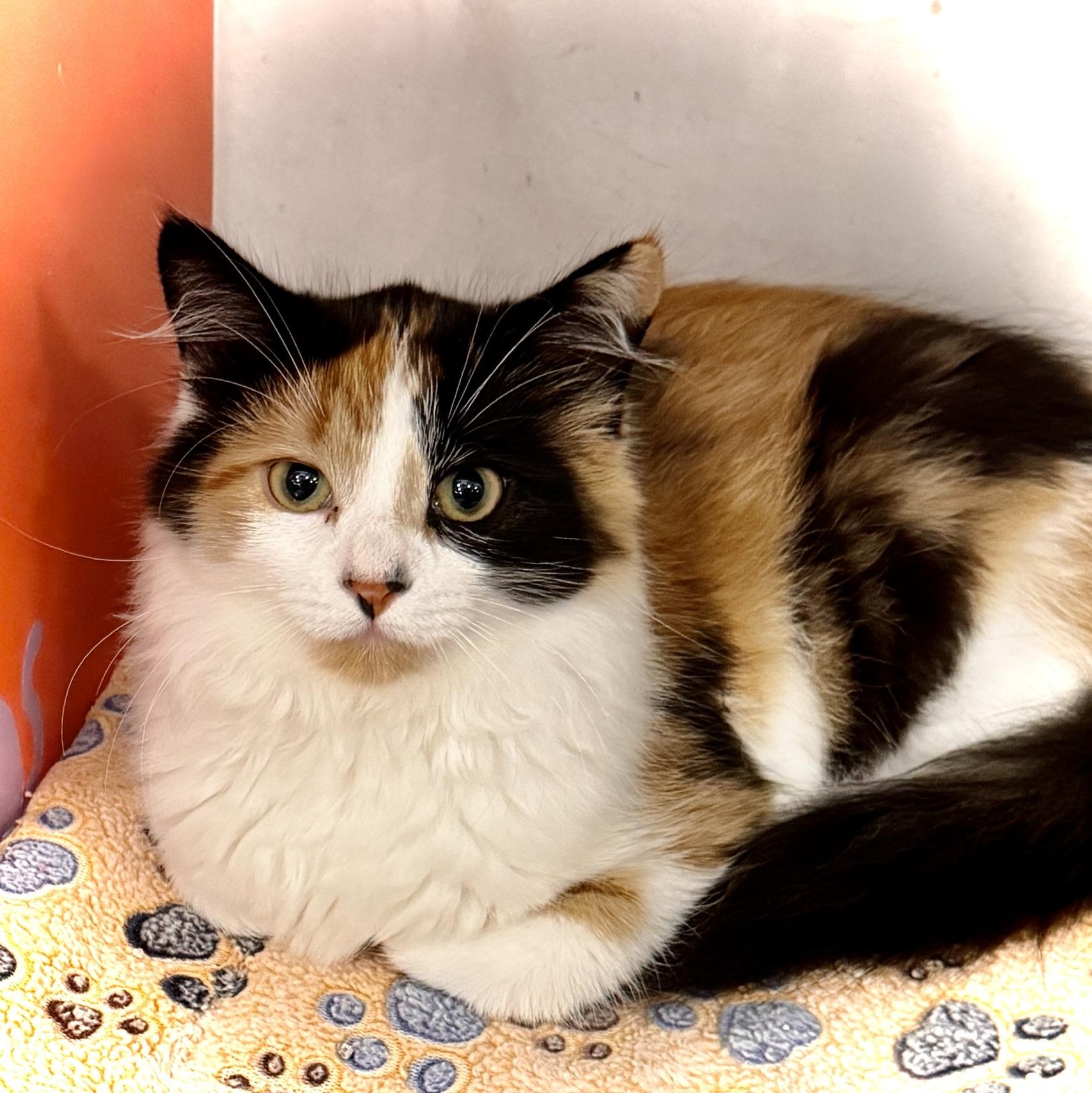 Gemma @ Livonia PetSmart