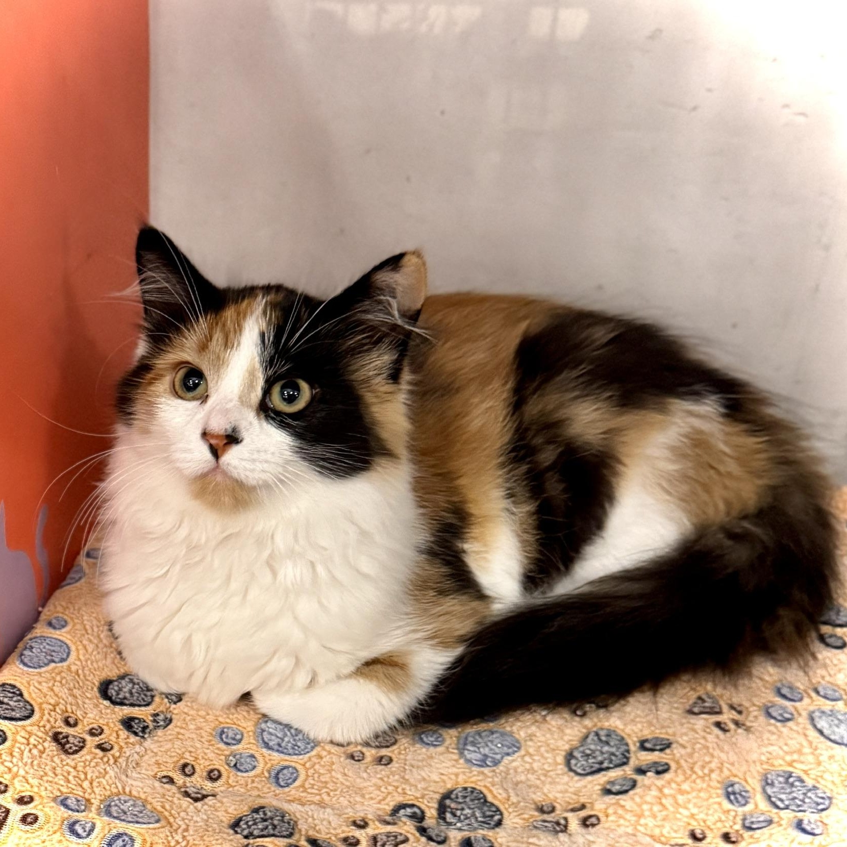 Gemma @ Livonia PetSmart