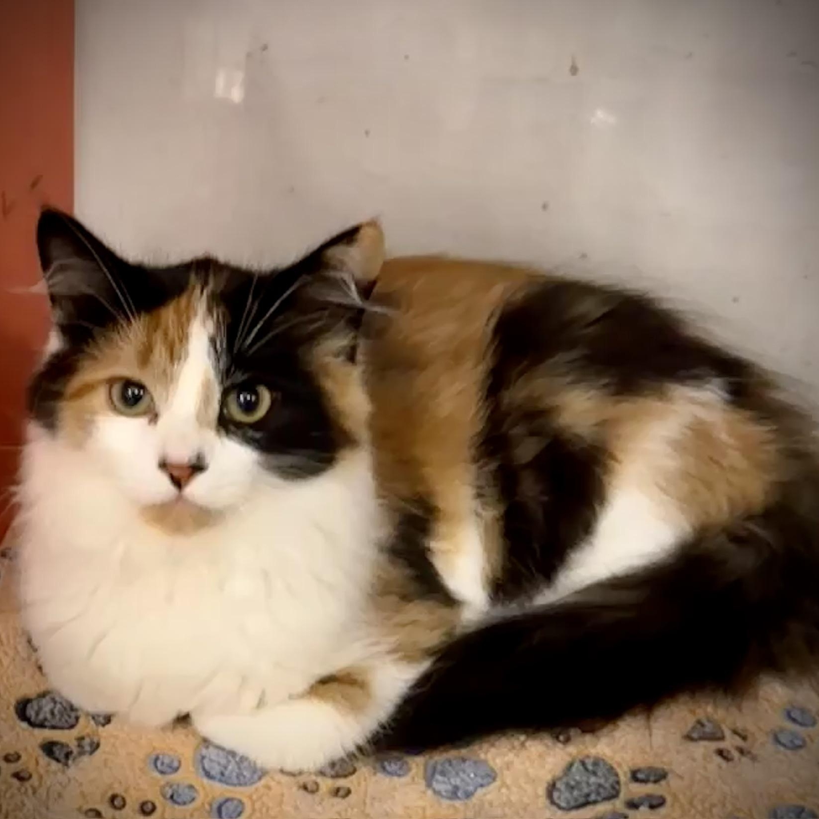 Gemma @ Livonia PetSmart