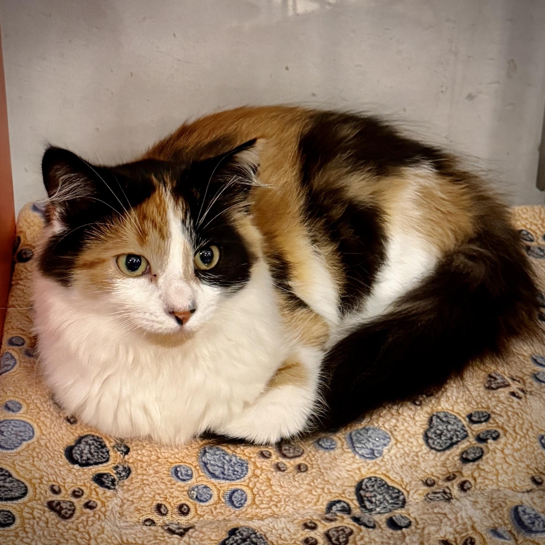 Gemma @ Livonia PetSmart