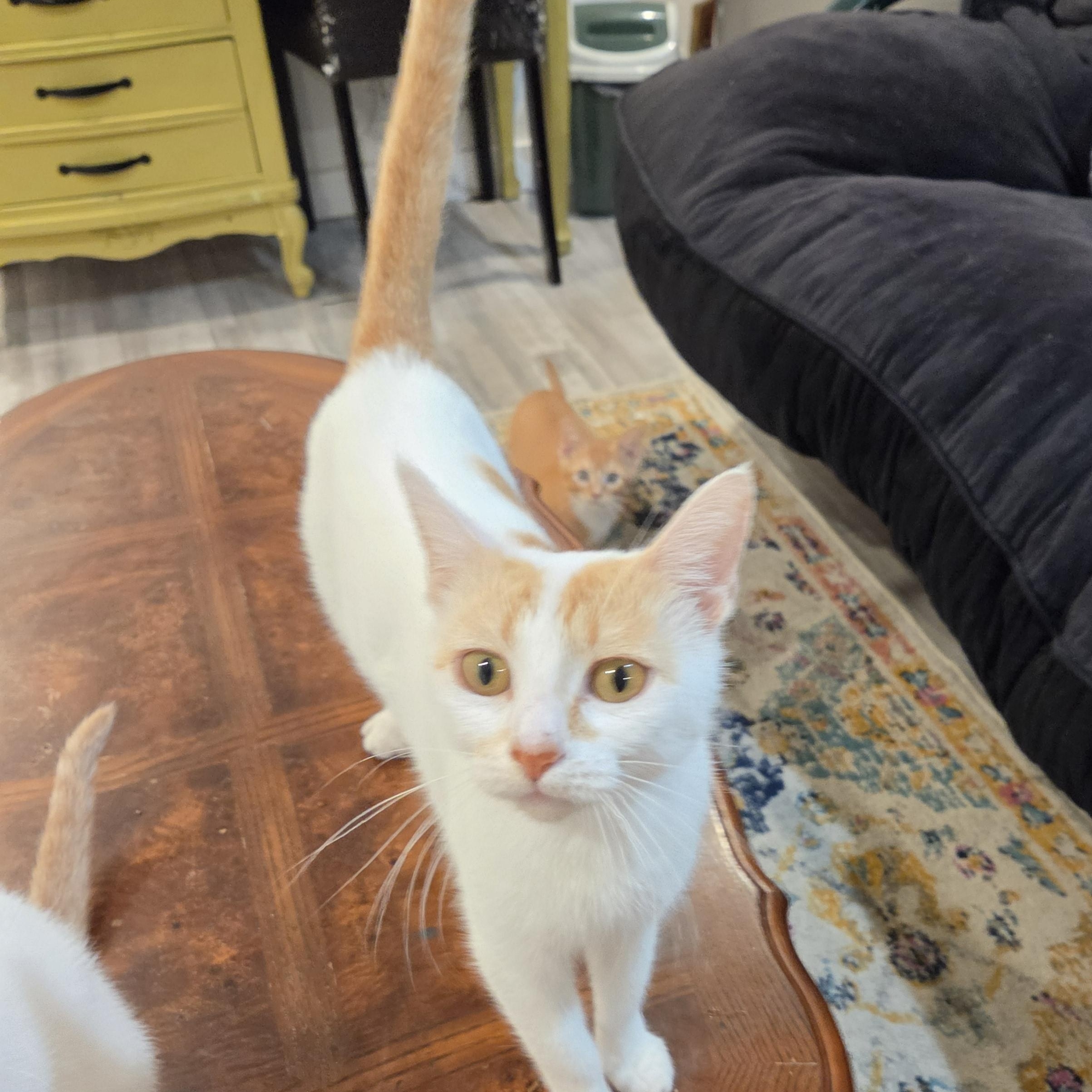 Clementine, a ADOPTABLE Domestic Short Hair in Fort Oglethorpe, GA image 4/6