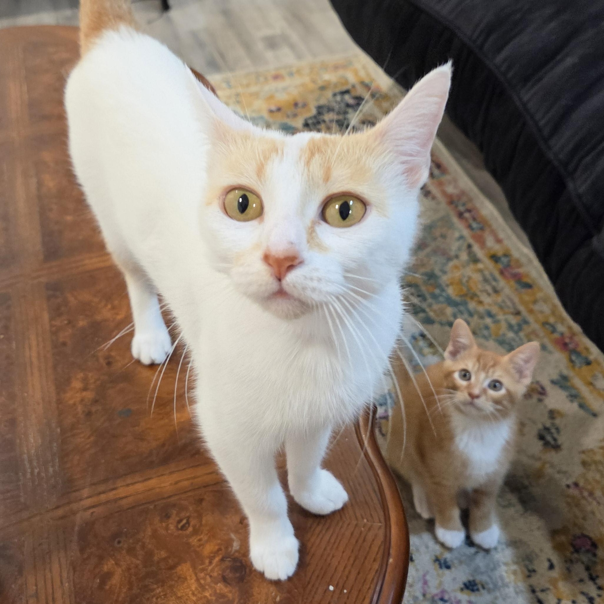 Clementine, a ADOPTABLE Domestic Short Hair in Fort Oglethorpe, GA image 6/6