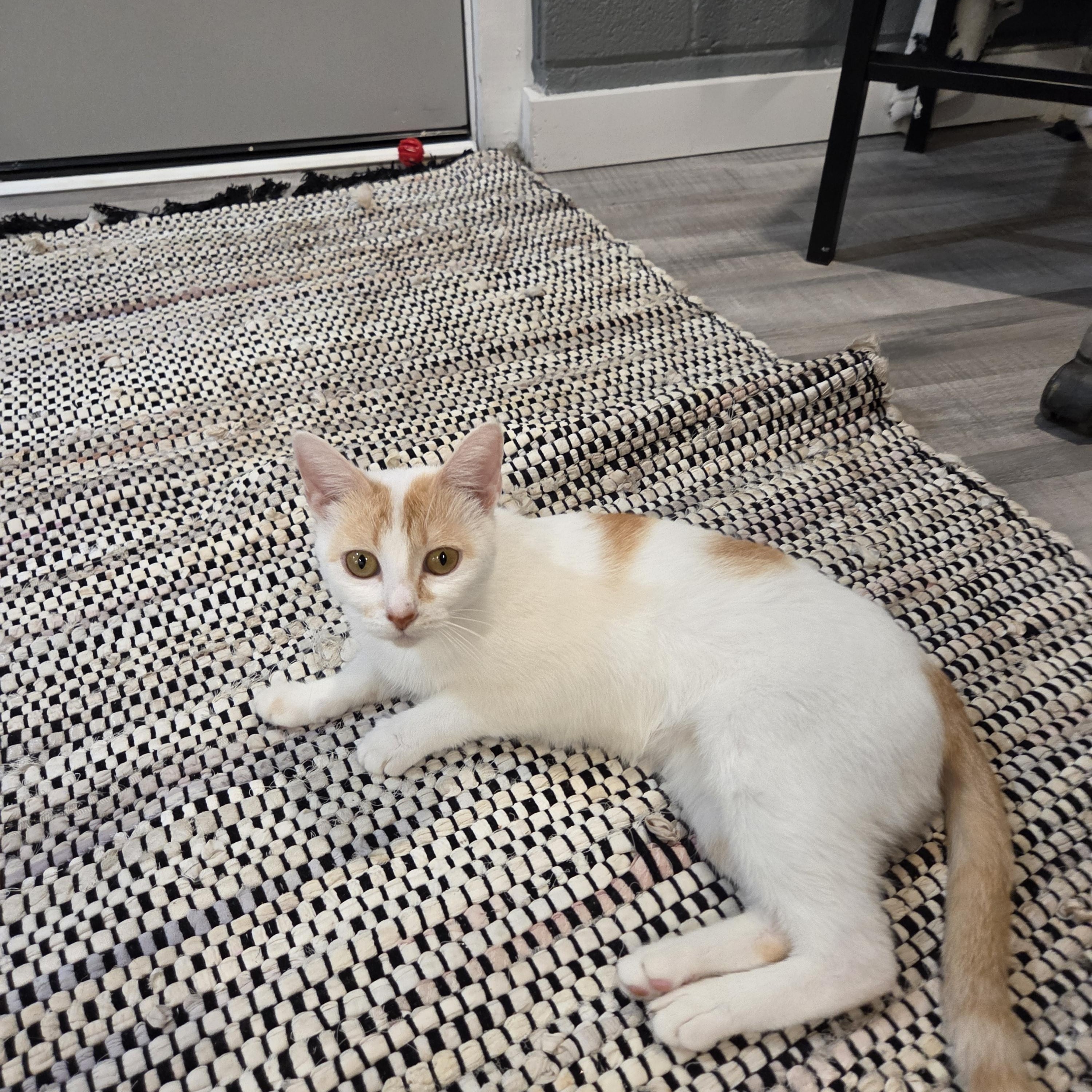 Clementine, a ADOPTABLE Domestic Short Hair in Fort Oglethorpe, GA image 2/6