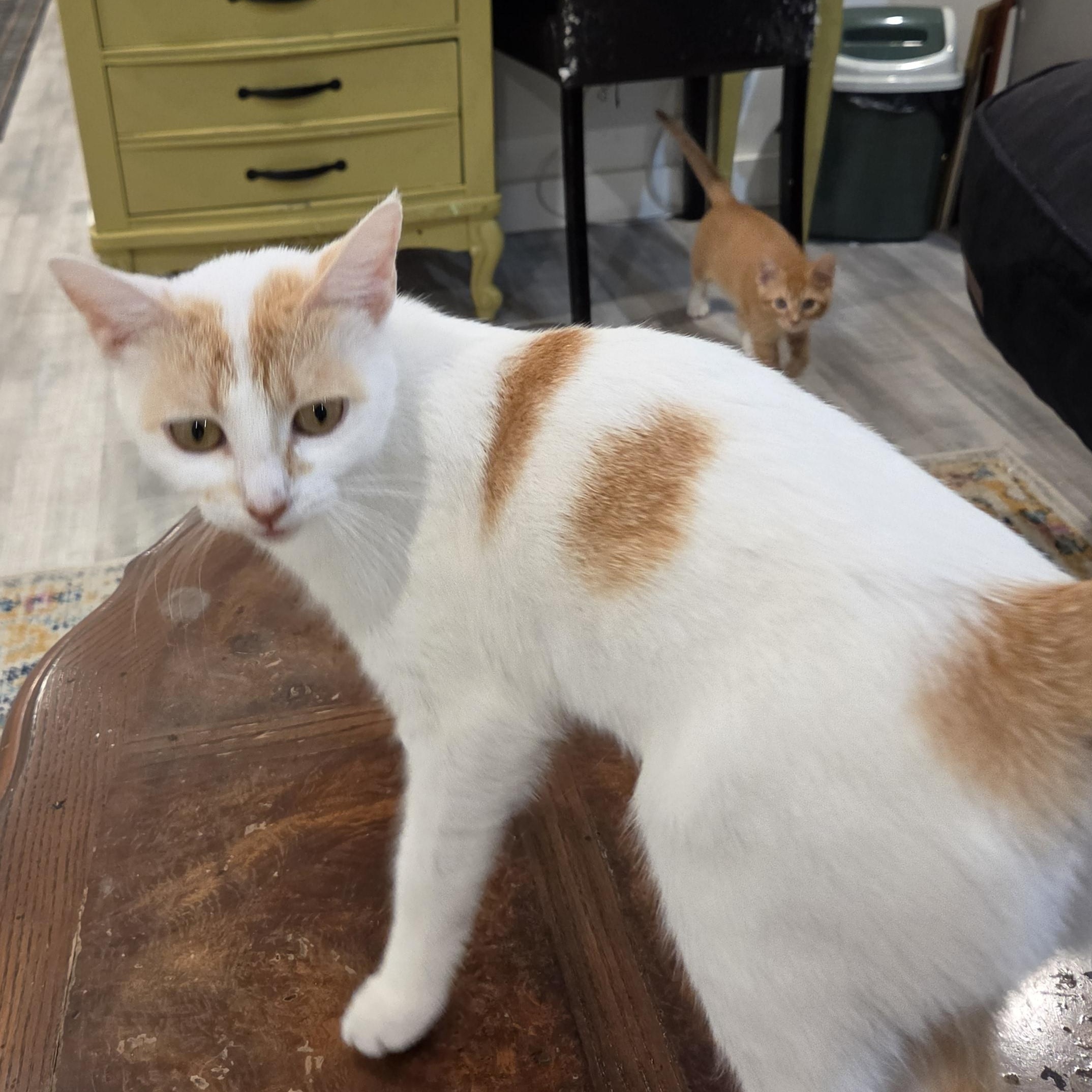 Clementine, a ADOPTABLE Domestic Short Hair in Fort Oglethorpe, GA image 5/6
