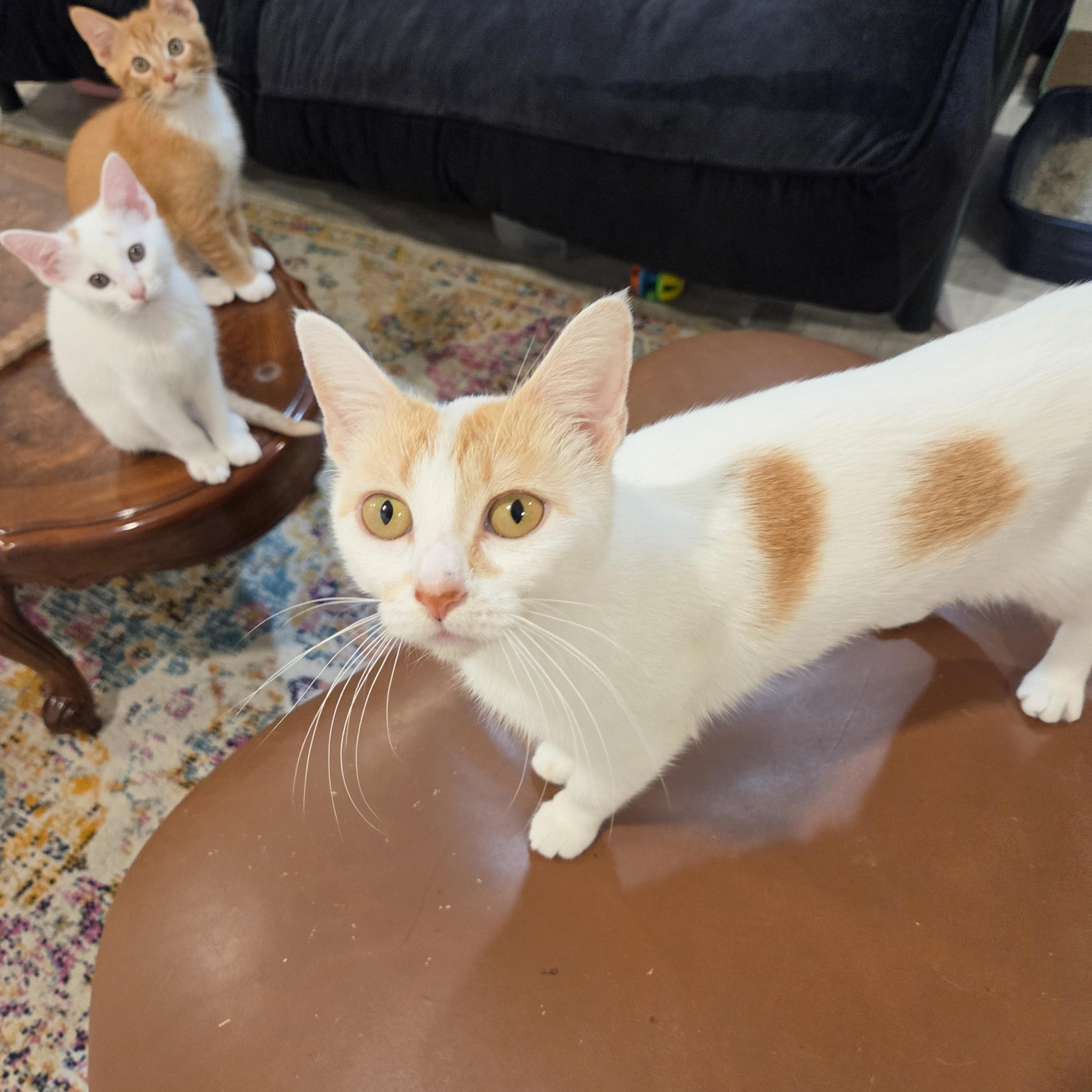 Clementine, ADOPTABLE, Young Female Domestic Short Hair.
