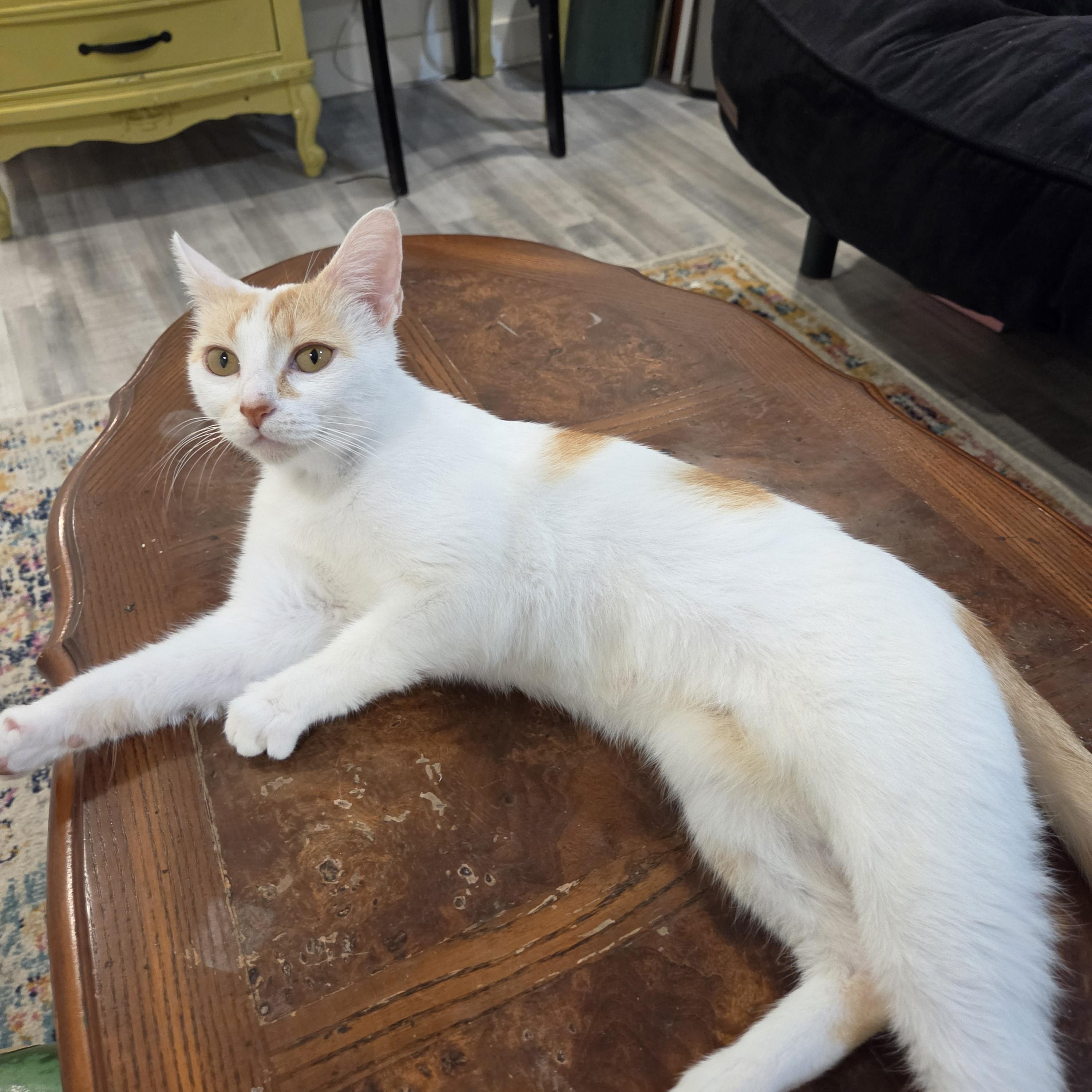 Clementine, a ADOPTABLE Domestic Short Hair in Fort Oglethorpe, GA image 3/6