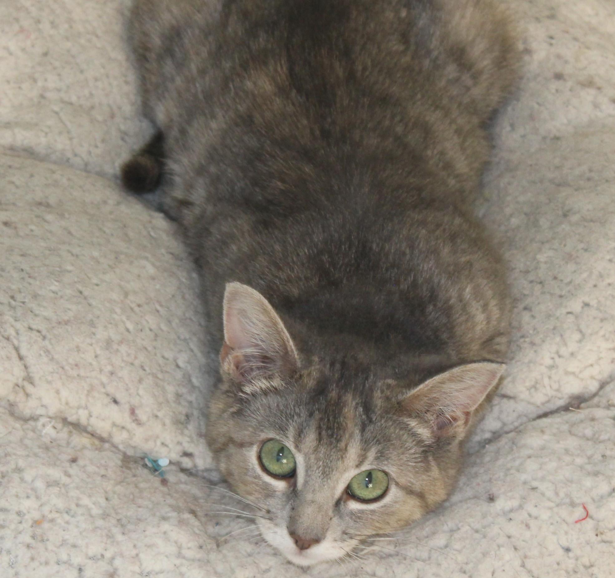 Enlarge Tessa, an adopted mixed breed in Huron, SD image 2/3