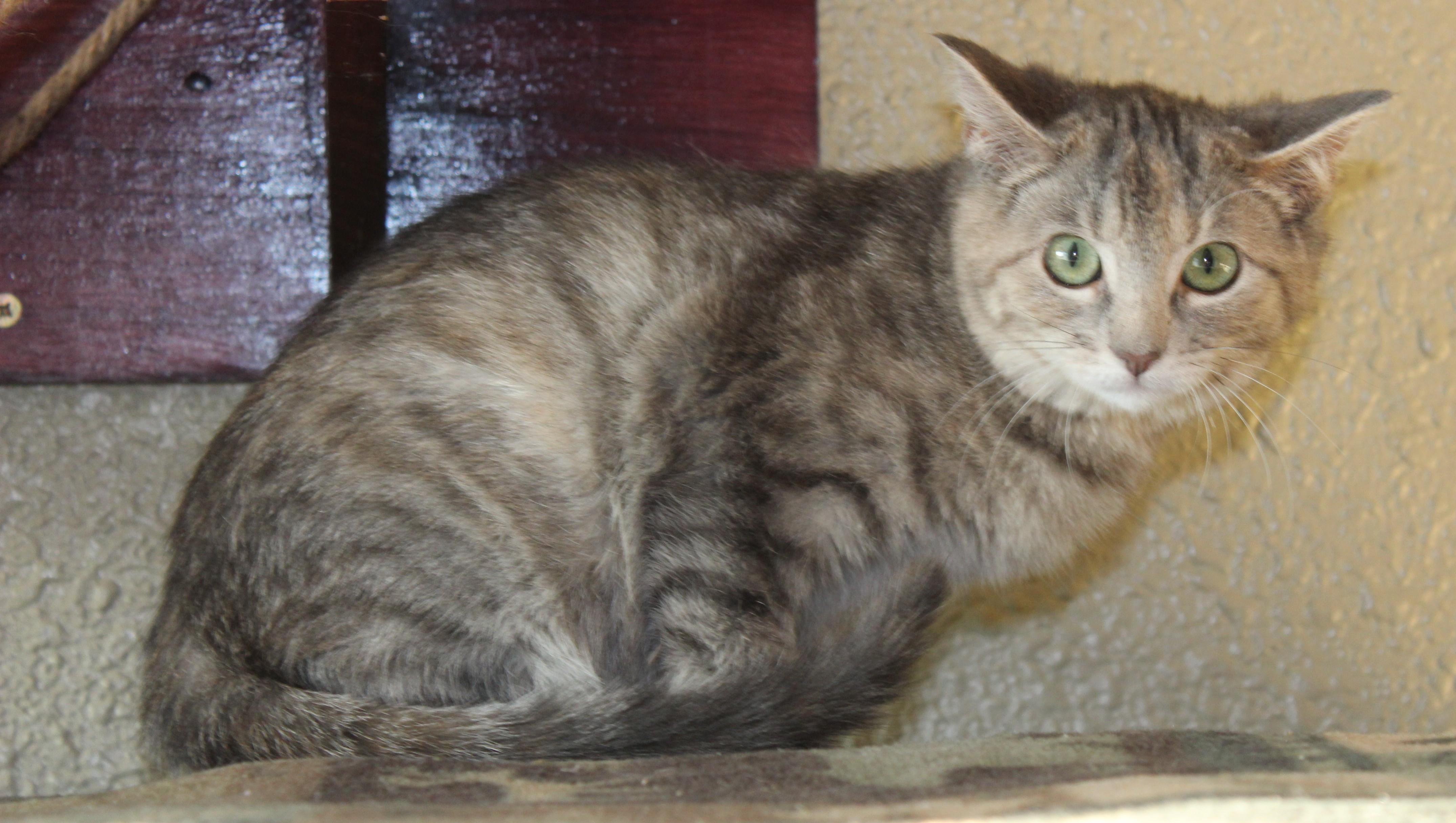 Tessa, adopted, Young Female Domestic Short Hair.