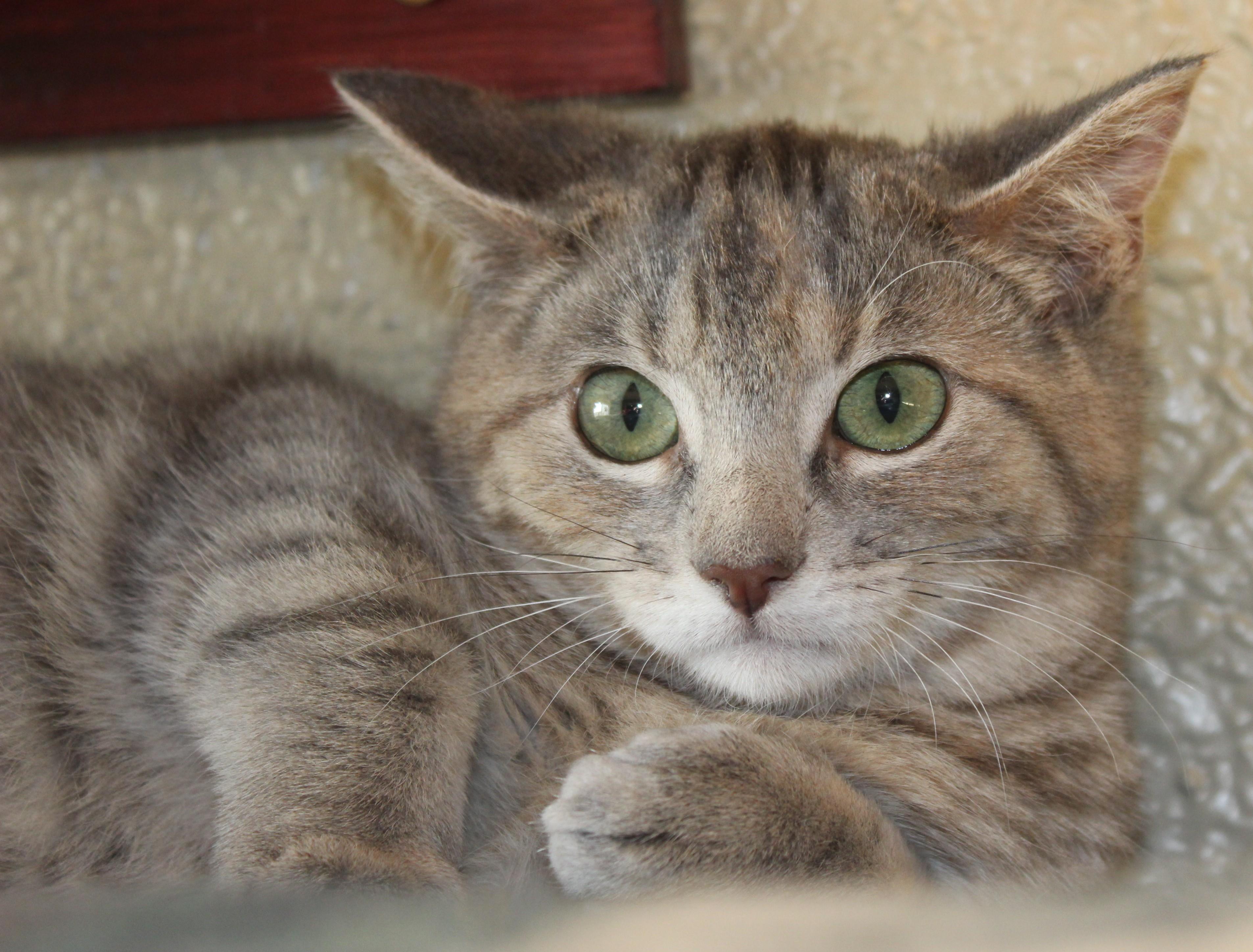 Enlarge Tessa, an adopted mixed breed in Huron, SD image 3/3