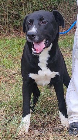 Enlarge 250702  Grasshopper, a Adoptable Labrador Retriever in Wetumpka, AL image 1/3