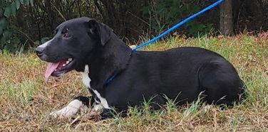 Enlarge 250702  Grasshopper, a Adoptable Labrador Retriever in Wetumpka, AL image 2/3
