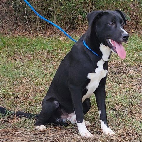 Enlarge 250702  Grasshopper, a Adoptable Labrador Retriever in Wetumpka, AL image 3/3