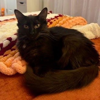 Enlarge Domino, a Adoptable Domestic Medium Hair in Oswego, NY image 4/4