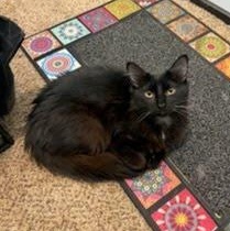 Enlarge Domino, a Adoptable Domestic Medium Hair in Oswego, NY image 3/4