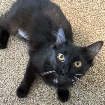 Domino, Adoptable, Young Female Domestic Medium Hair.