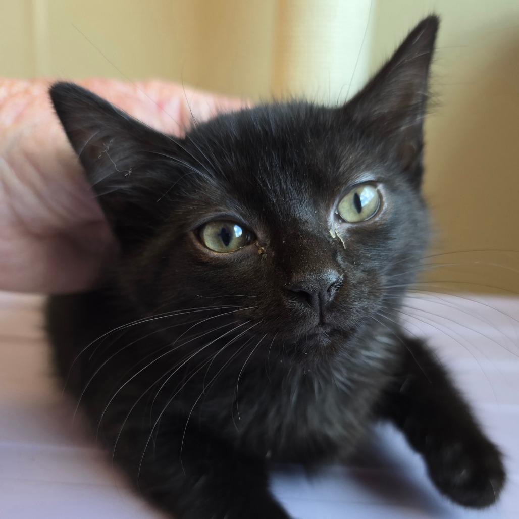 Enlarge Snuggle, a Adoptable mixed breed in Madisonville, TN image 1/1