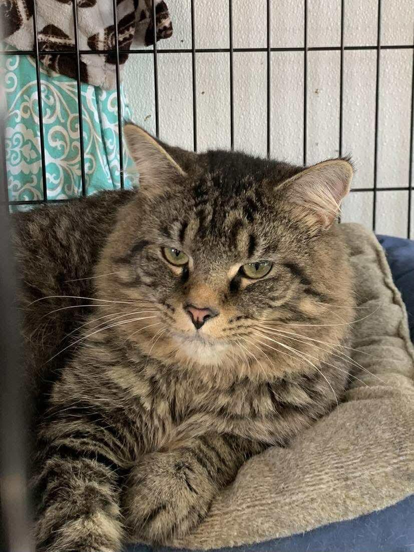 Jasper