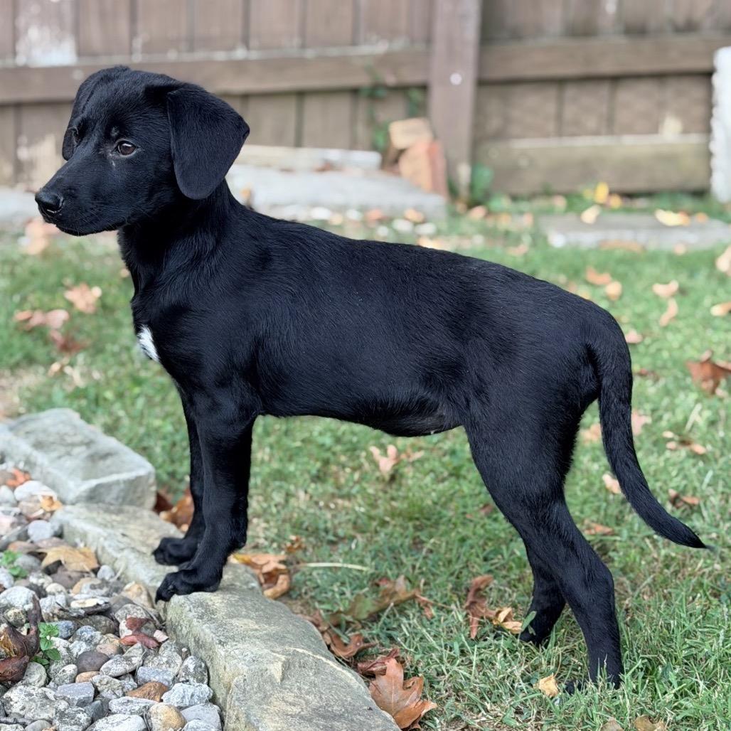 Jane, Adoptable, Puppy Female Shepherd.