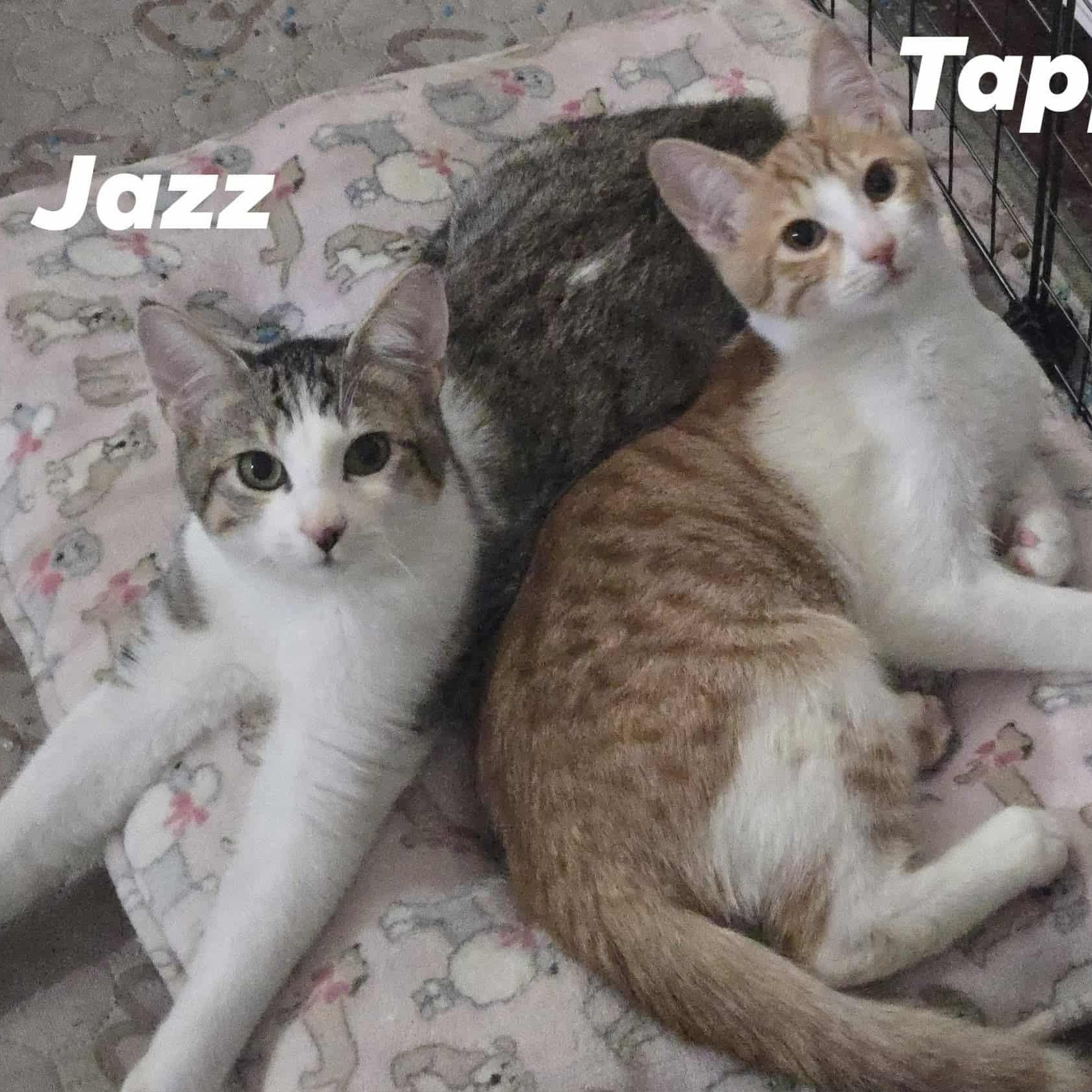 Taps and Jazz *Cerebellar Hypoplasia Bonded Pair*