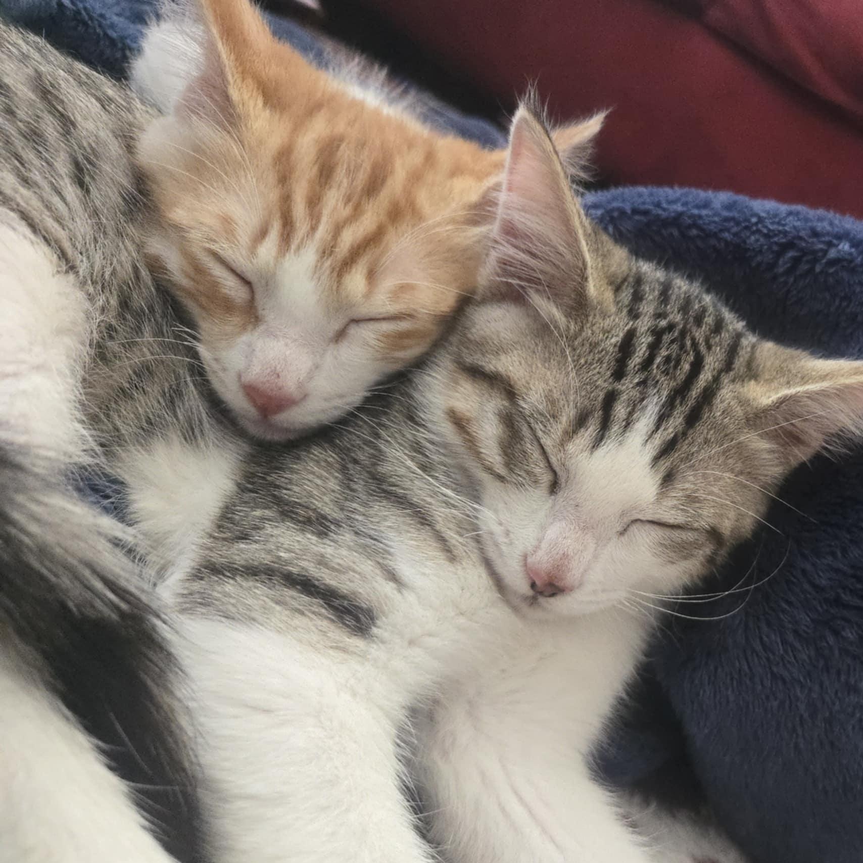 Taps and Jazz *Cerebellar Hypoplasia Bonded Pair*