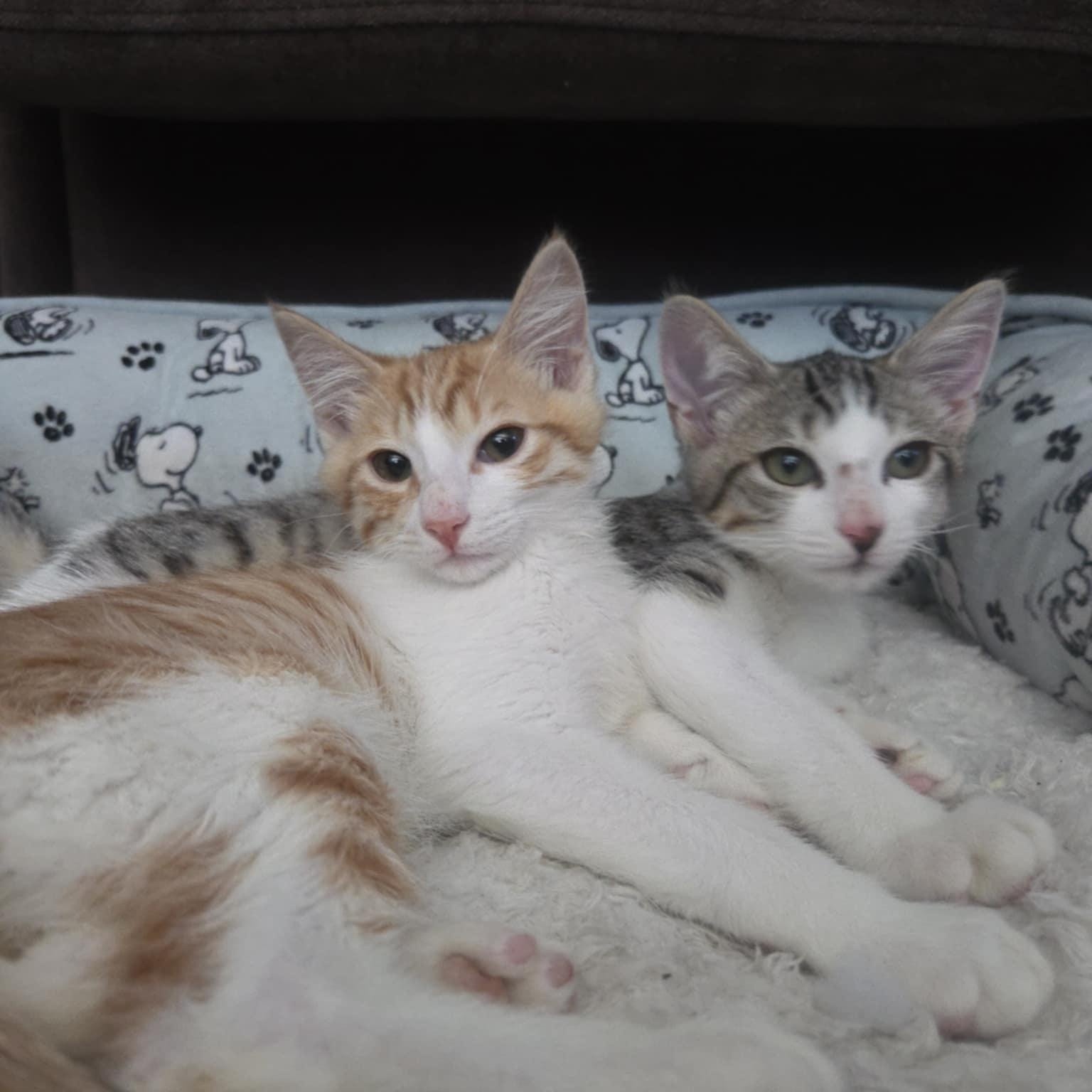 Taps and Jazz *Cerebellar Hypoplasia Bonded Pair*