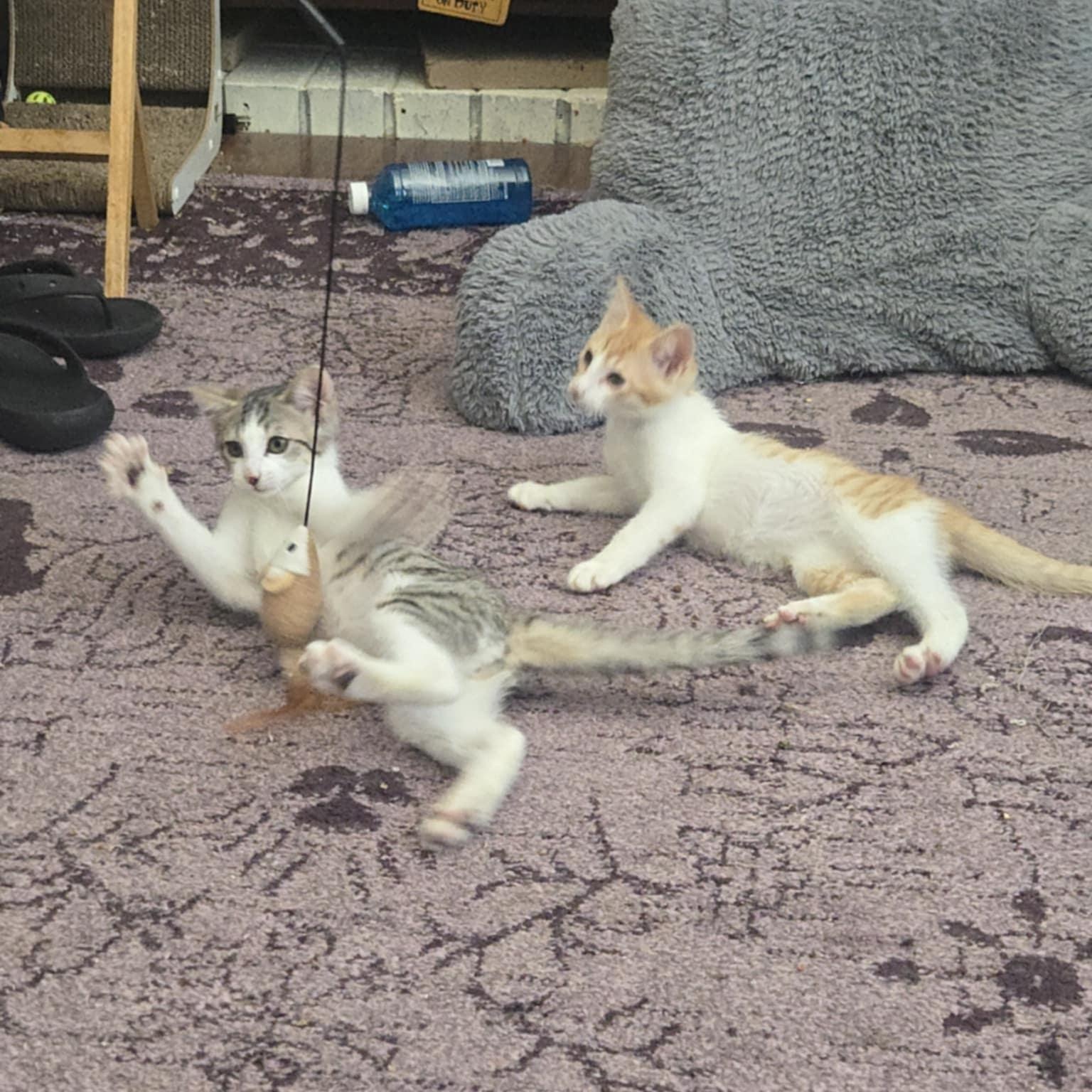 Taps and Jazz *Cerebellar Hypoplasia Bonded Pair*