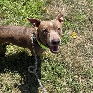 Derek, Adoptable, Adult Male Mixed Breed.