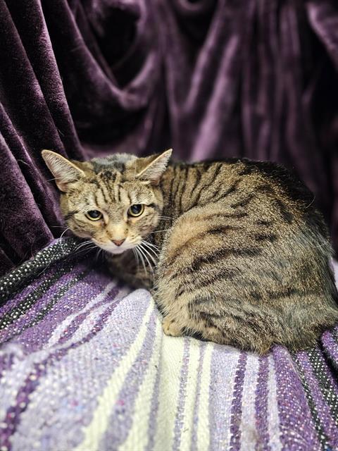 Enlarge PRINCESS, a Adoptable Domestic Short Hair in Winter Haven, FL image 1/1