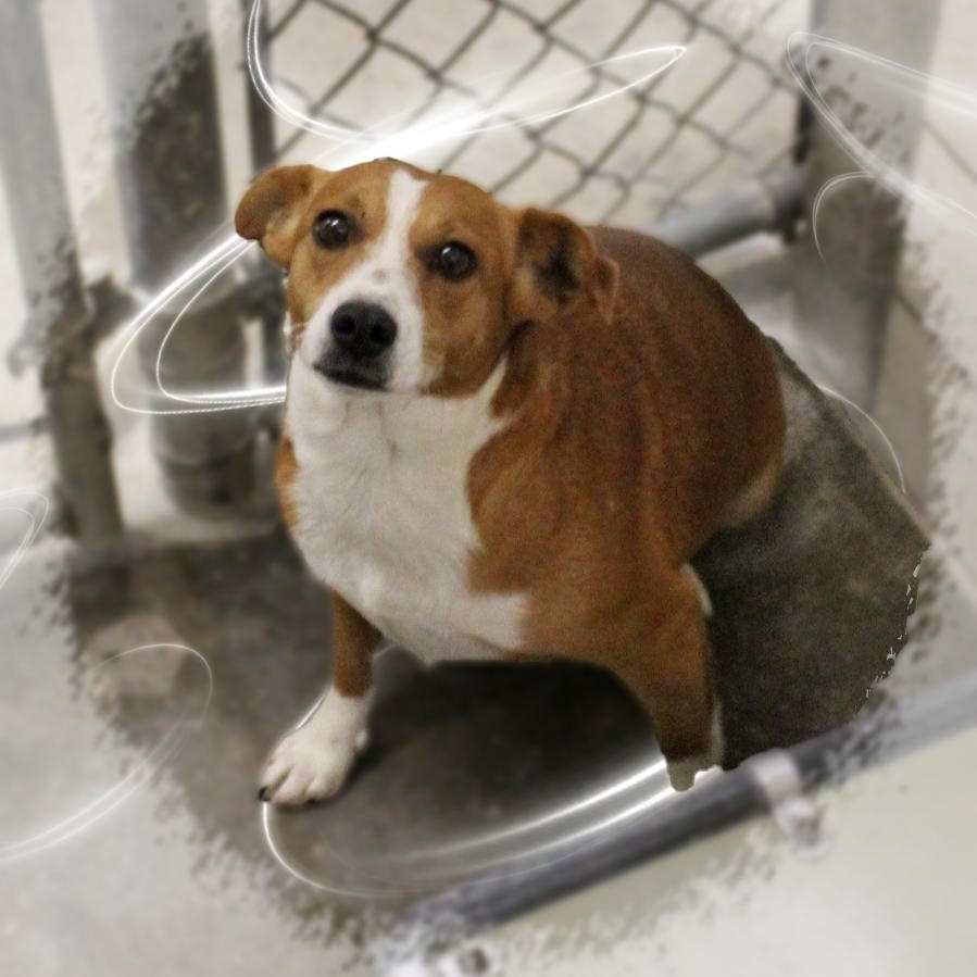 FiFi, a Adoptable Feist in Amelia, OH image 2/4