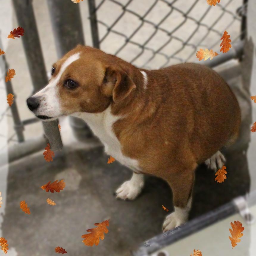 FiFi, a Adoptable Feist in Amelia, OH image 3/4