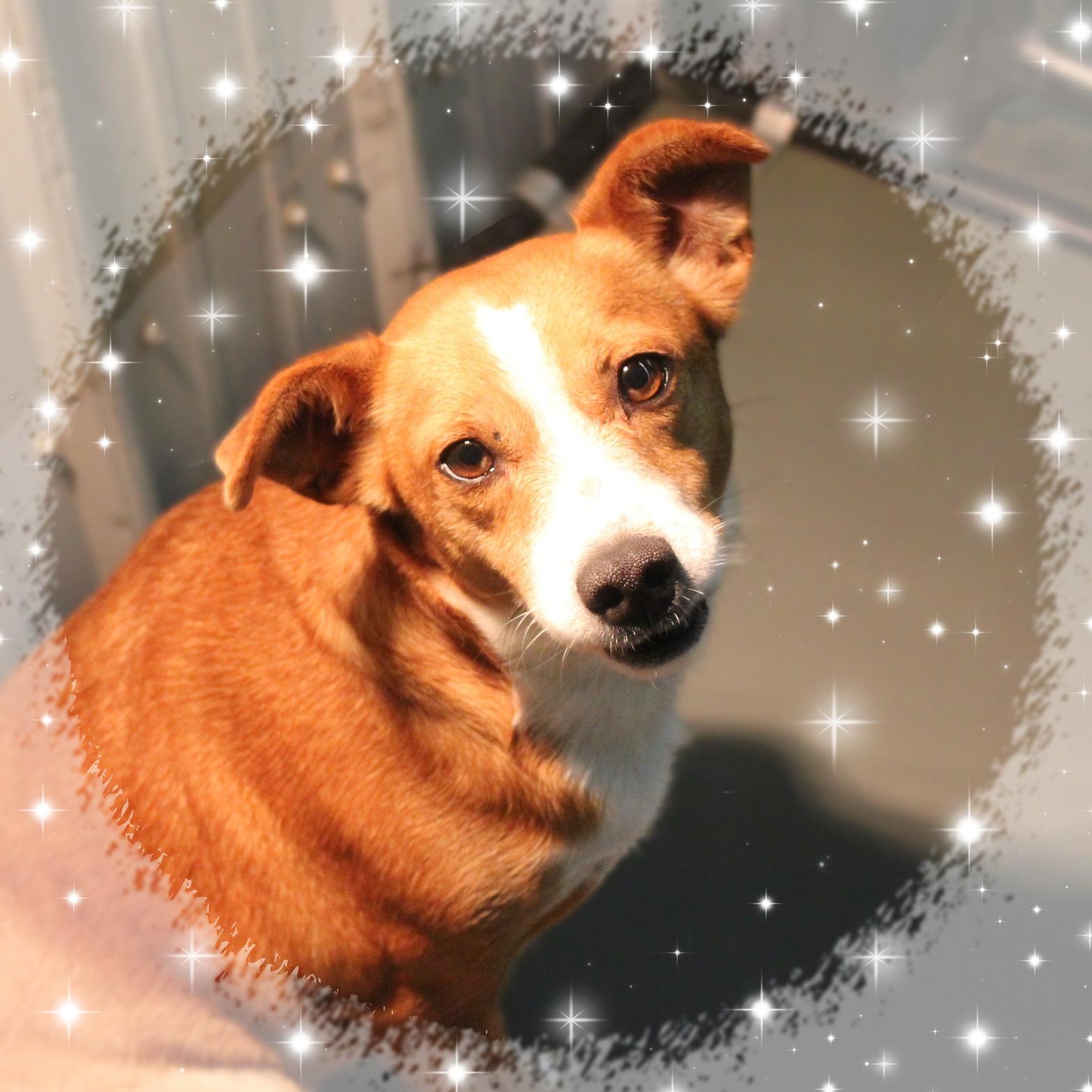 FiFi, Adoptable, Young Female Feist.