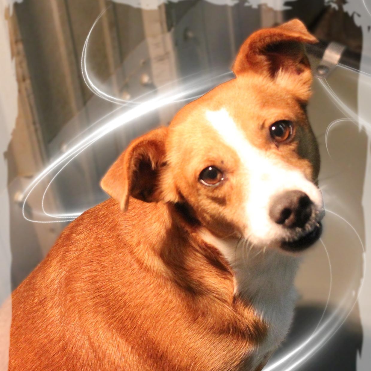 FiFi, a Adoptable Feist in Amelia, OH image 4/4