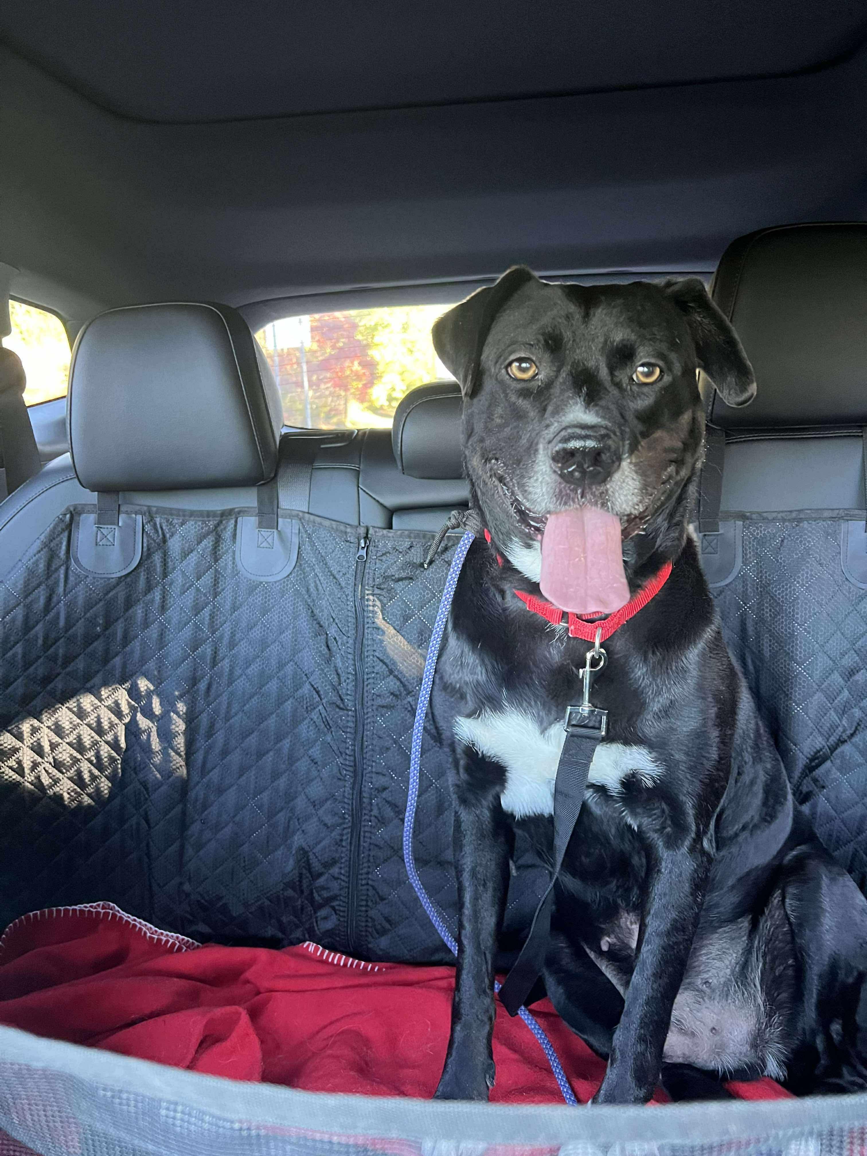 Jax, a Adoptable mixed breed in Jackson , NJ image 1/3