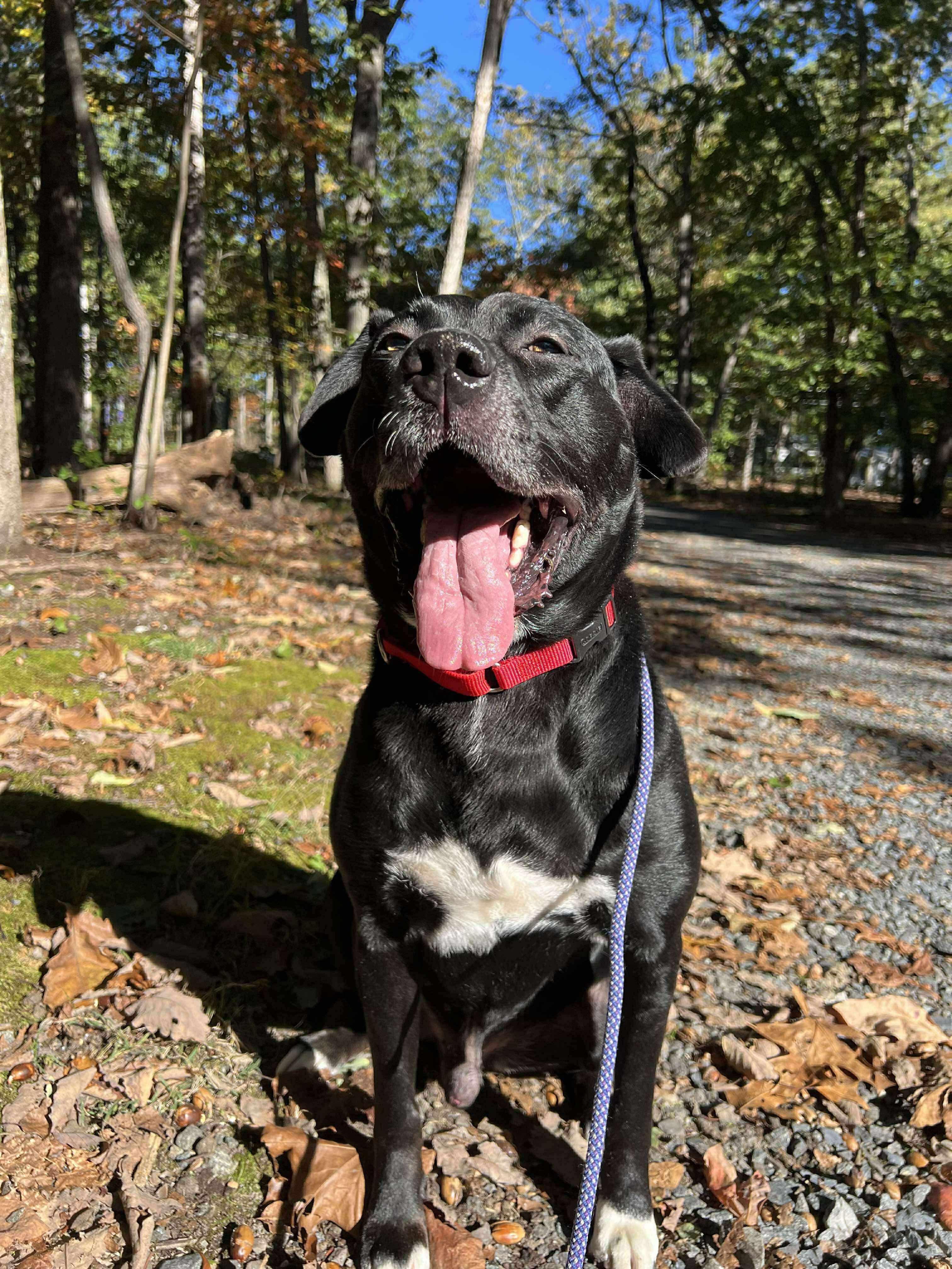 Jax, a Adoptable mixed breed in Jackson , NJ image 2/3