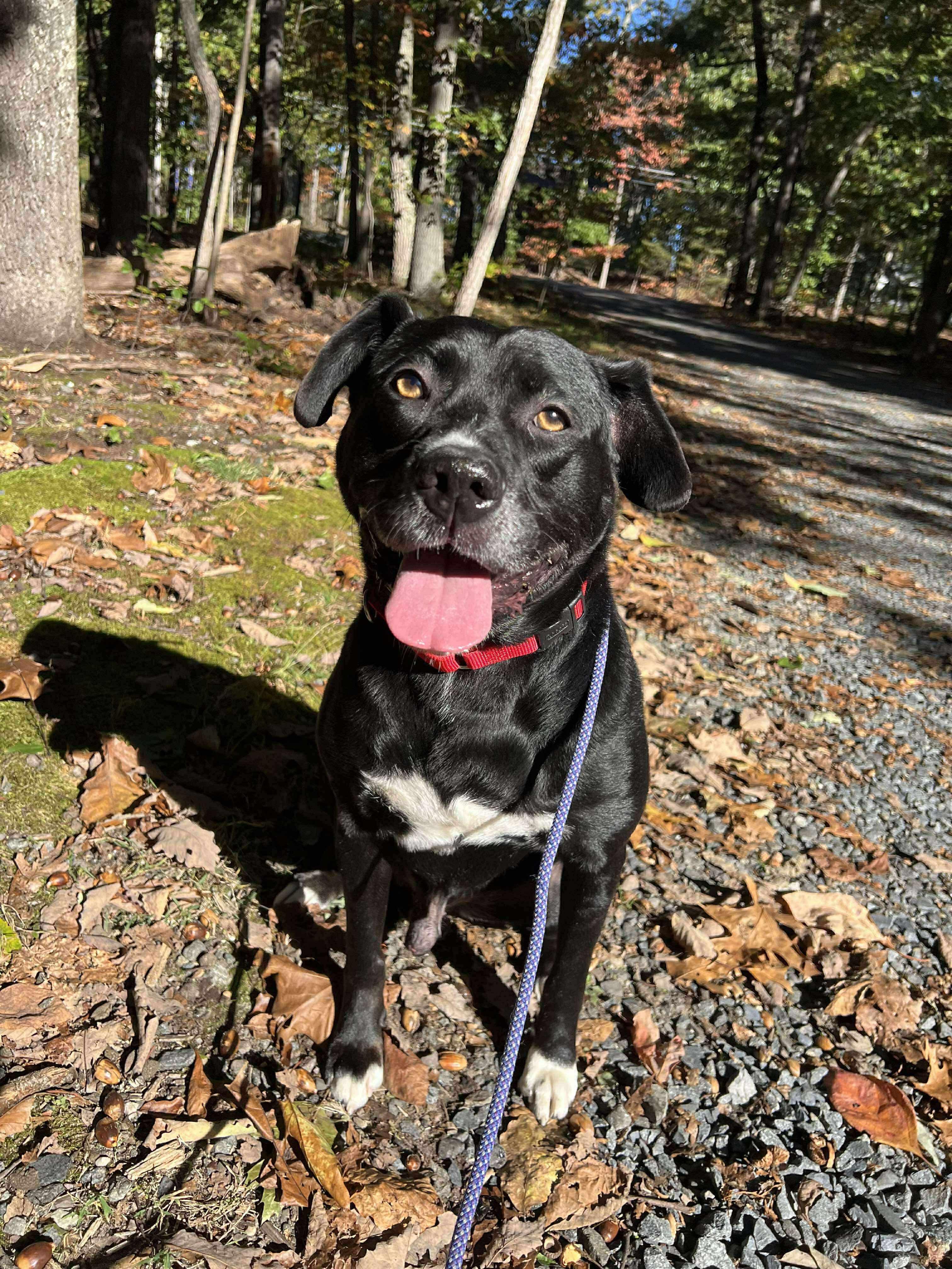 Jax, a Adoptable mixed breed in Jackson , NJ image 3/3