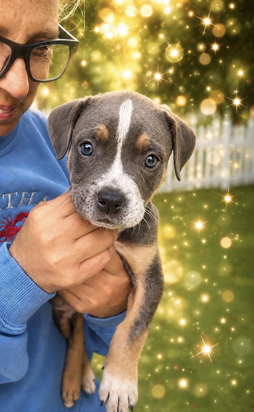 Roy, adopted, Puppy Male American Staffordshire Terrier.