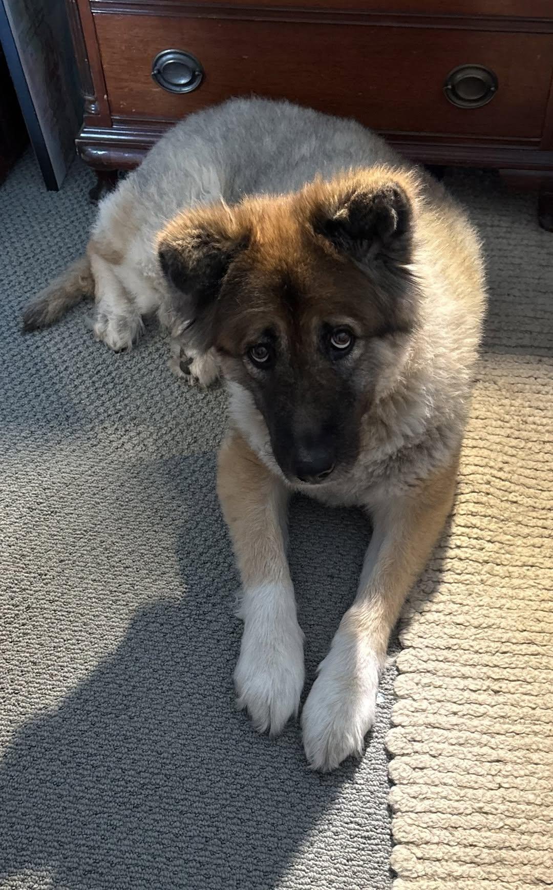 Enlarge Alexia, a ADOPTABLE mixed breed in Grass Valley, CA image 6/6