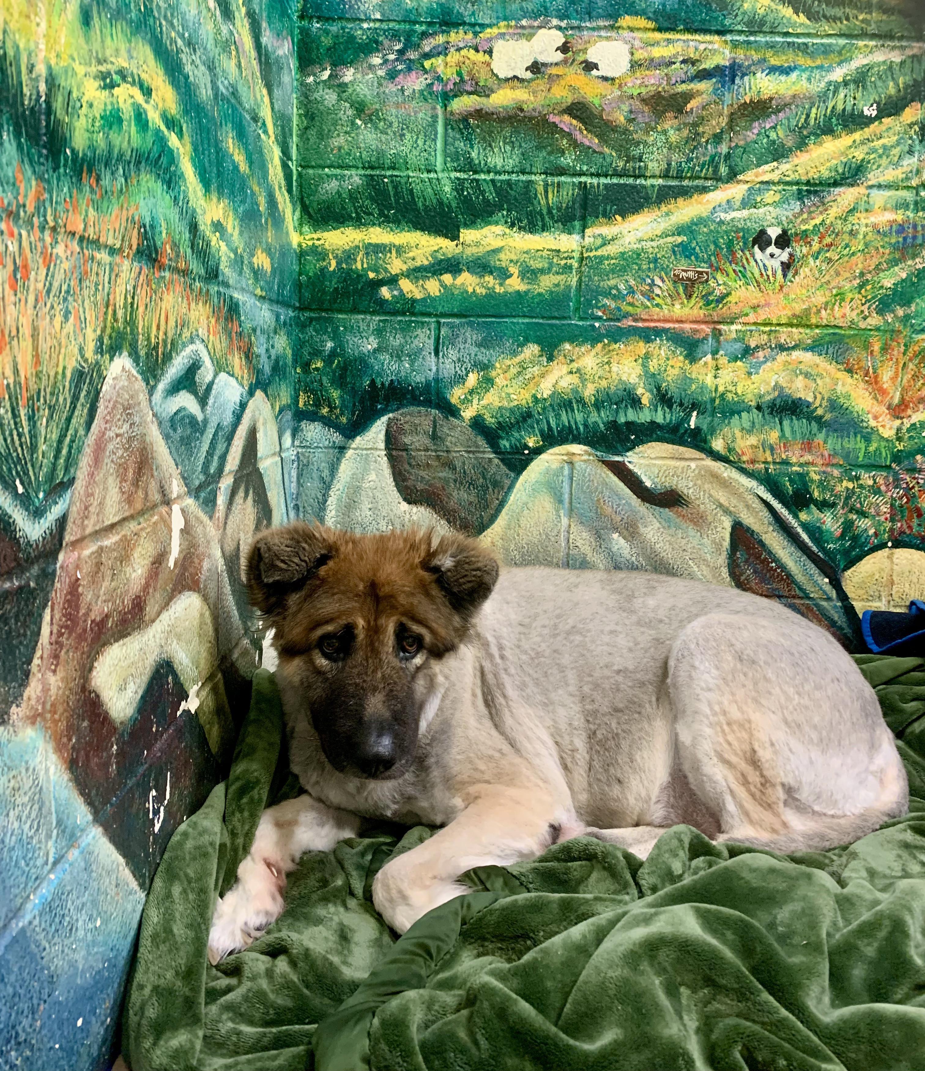 Enlarge Alexia, a ADOPTABLE mixed breed in Grass Valley, CA image 3/5