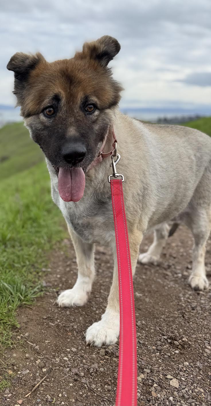 Enlarge Alexia, a ADOPTABLE mixed breed in Grass Valley, CA image 5/6