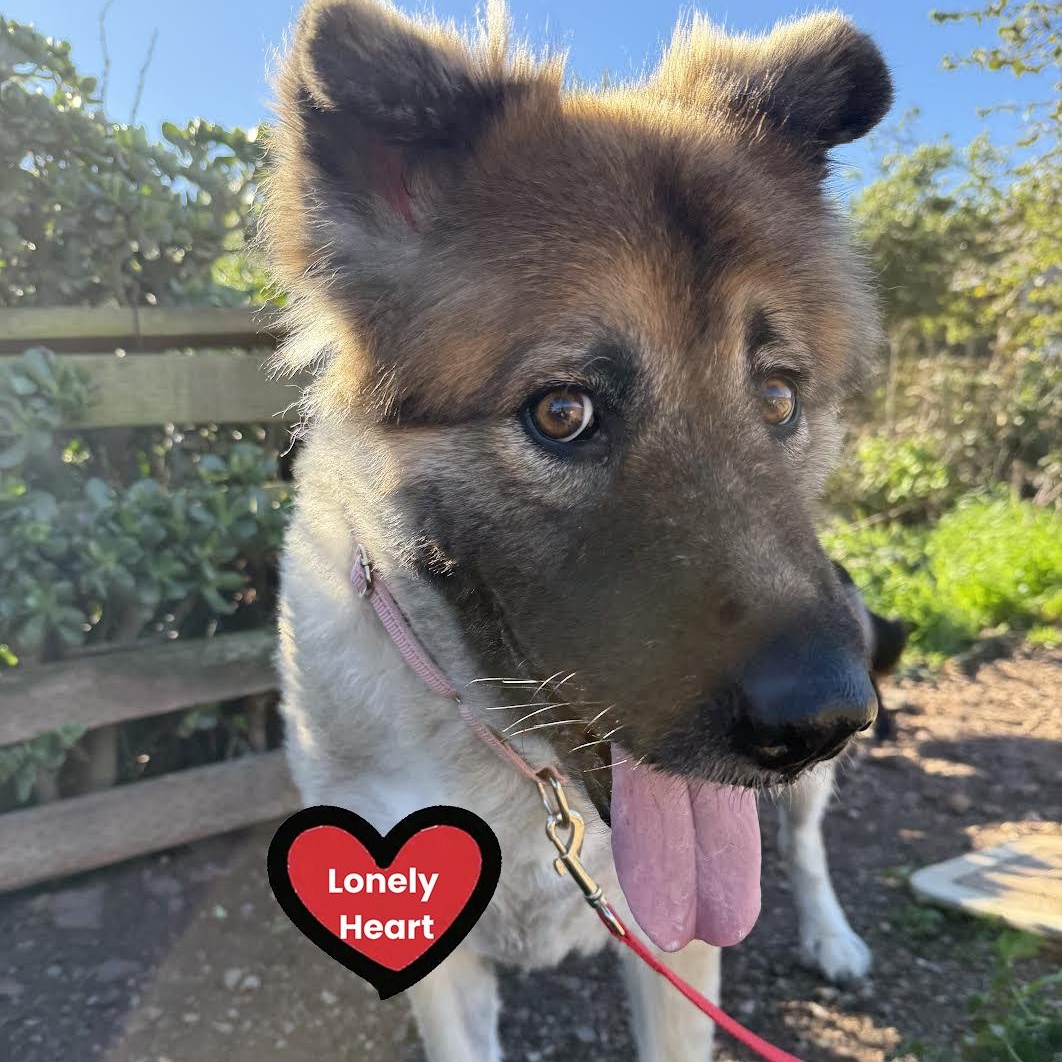 Enlarge Alexia, a ADOPTABLE mixed breed in Grass Valley, CA image 1/6