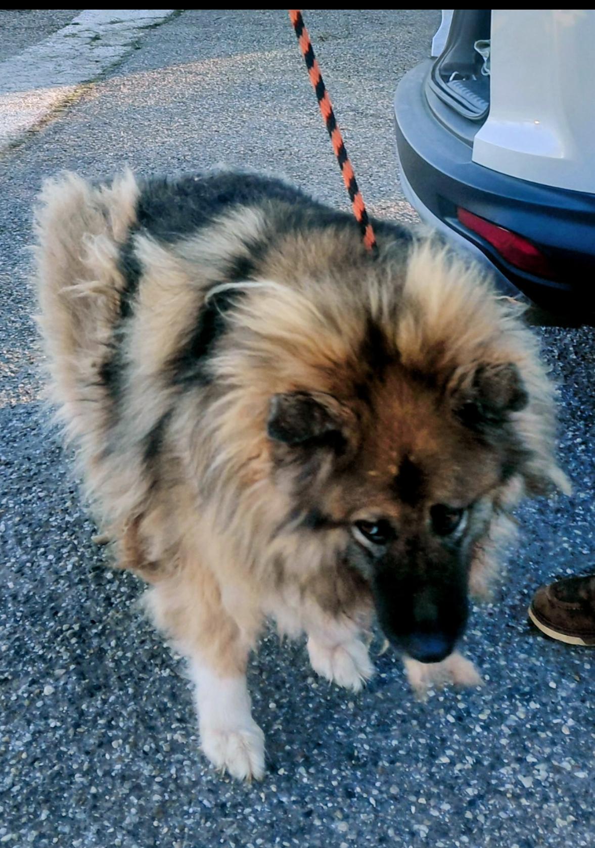 Enlarge Alexia, a ADOPTABLE mixed breed in Grass Valley, CA image 4/5