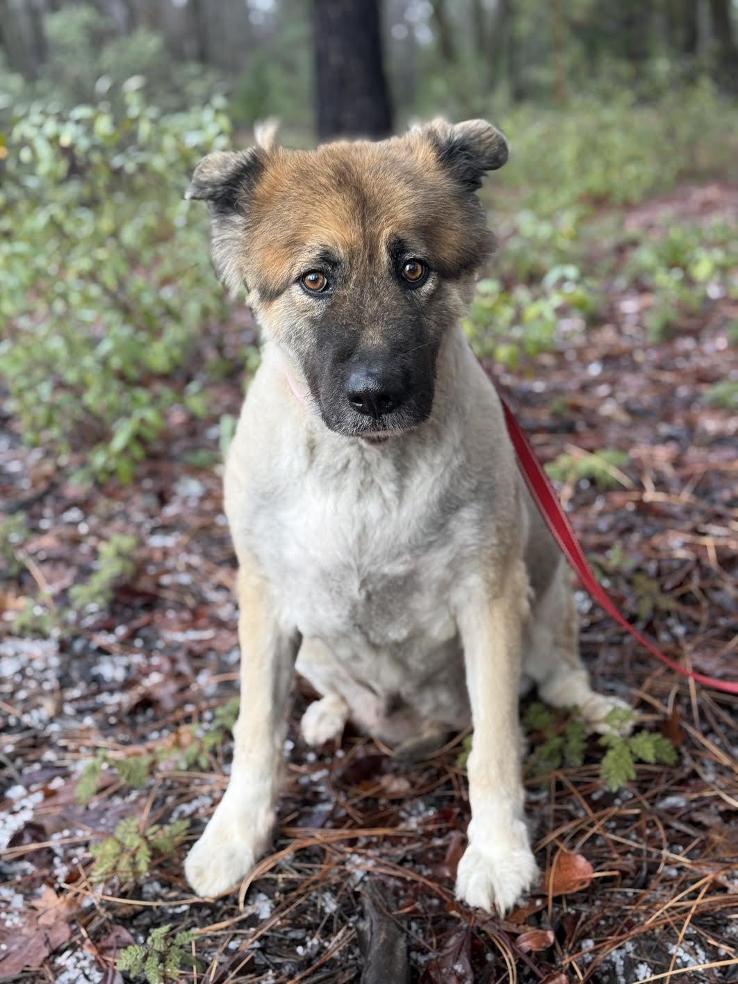 Alexia, ADOPTABLE, Senior Female Shepherd.