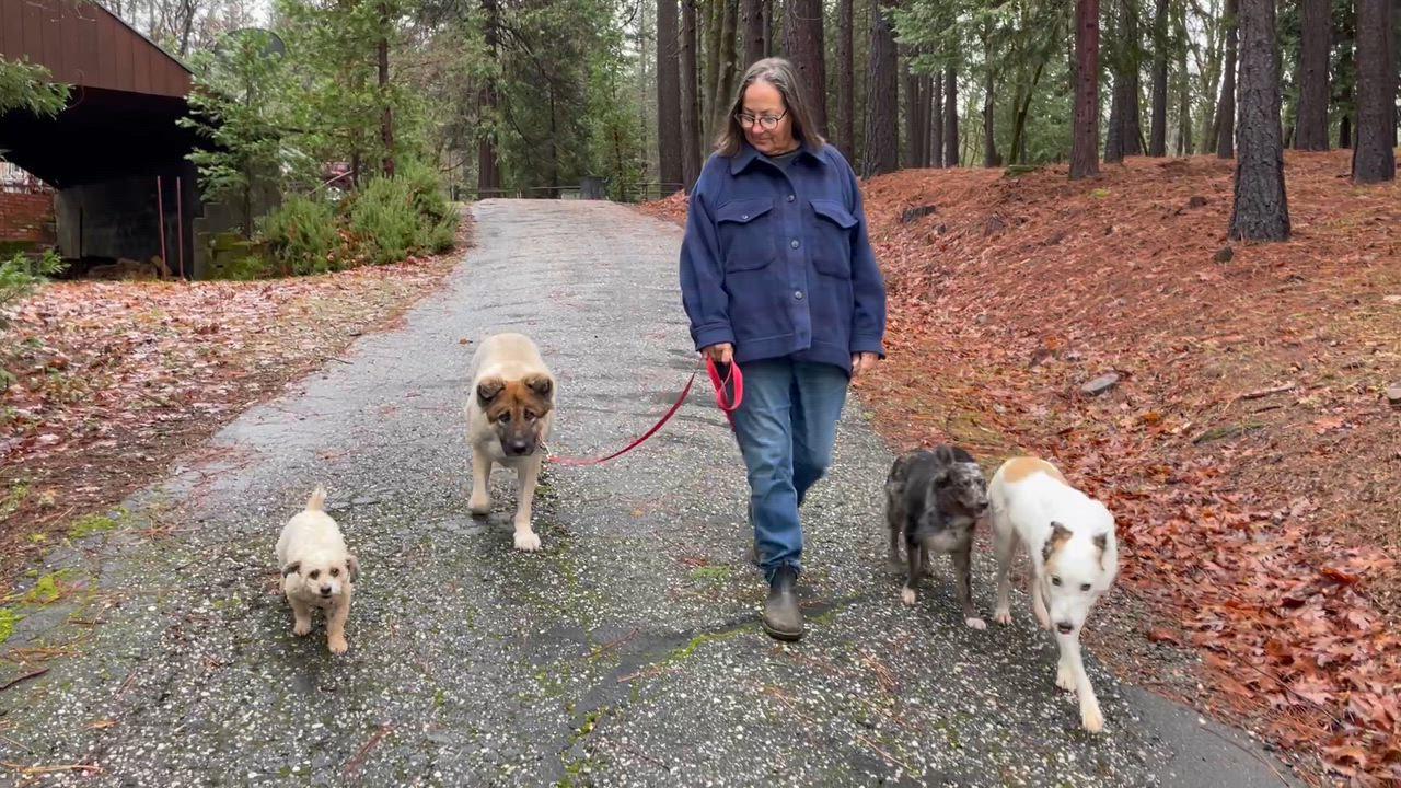 Enlarge Alexia, a ADOPTABLE mixed breed in Grass Valley, CA video 5/5