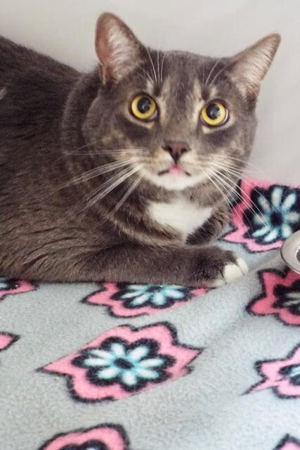 Delighted--Available for Adoption with Vet Care Support for Life!, a Adoptable Domestic Short Hair in Green Valley, AZ image 1/6