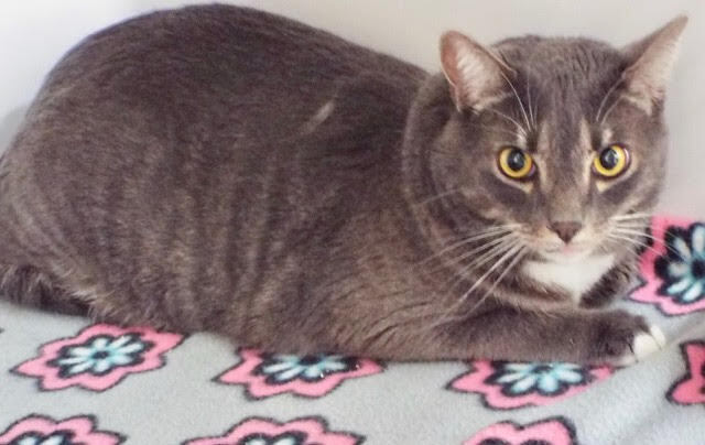 Delighted--Available for Adoption with Vet Care Support for Life!, a Adoptable Domestic Short Hair in Green Valley, AZ image 2/6