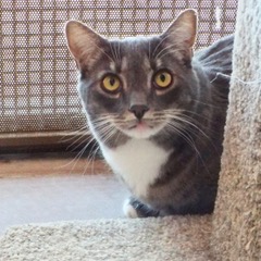 Delighted--Available for Adoption with Vet Care Support for Life!, a Adoptable Domestic Short Hair in Green Valley, AZ image 3/6