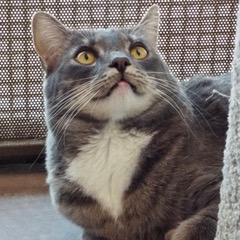 Delighted--Available for Adoption with Vet Care Support for Life!, a Adoptable Domestic Short Hair in Green Valley, AZ image 4/6