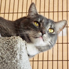 Delighted--Available for Adoption with Vet Care Support for Life!, a Adoptable Domestic Short Hair in Green Valley, AZ image 5/6