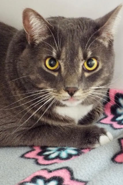 Delighted--Available for Adoption with Vet Care Support for Life!, a Adoptable Domestic Short Hair in Green Valley, AZ image 6/6