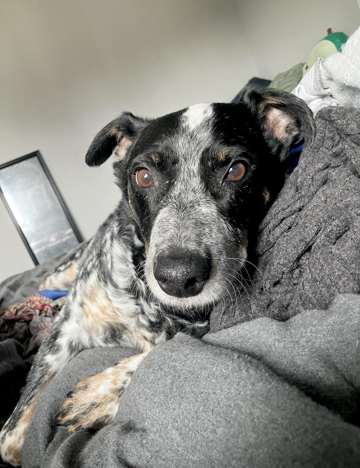 Enlarge Garfy, a Adoptable mixed breed in Glen Burnie, MD image 5/6